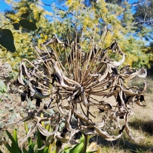 Agapanthus praecox subsp. orientalis at Ainslie, ACT - 6 Aug 2024