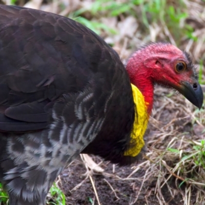 Alectura lathami (Australian Brush-turkey) at Manly, NSW - 5 Aug 2024 by jb2602