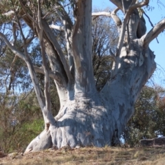 Eucalyptus rossii (Inland Scribbly Gum) at Theodore, ACT - 7 Aug 2024 by owenh