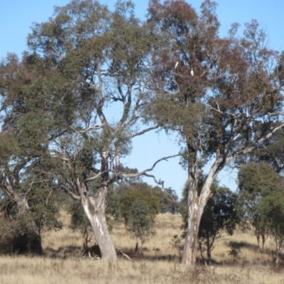 Eucalyptus blakelyi (Blakely's Red Gum) at Yarralumla, ACT - 7 Aug 2024 by IdleWanderer