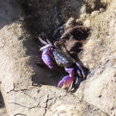 Unidentified Crab, Prawn, Barnacle (Crustacea) at Cairns City, QLD - 7 Aug 2024 by lbradley