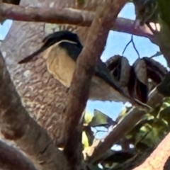 Todiramphus sanctus (Sacred Kingfisher) at Cairns City, QLD - 7 Aug 2024 by lbradley