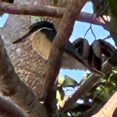 Todiramphus sanctus (Sacred Kingfisher) at Cairns City, QLD - 7 Aug 2024 by lbradley