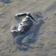 Unverified Crab, Prawn, Barnacle (Crustacea) at Cairns North, QLD - 7 Aug 2024 by lbradley