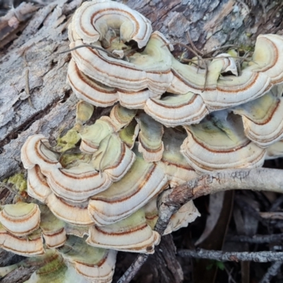 Trametes versicolor (Turkey Tail) at Fadden, ACT - 7 Aug 2024 by Mike