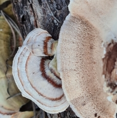 Trametes versicolor at Fadden, ACT - 7 Aug 2024 04:35 PM