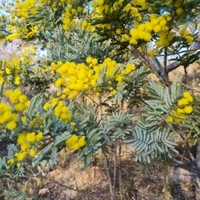 Acacia dealbata subsp. dealbata (Silver Wattle) at Fadden, ACT - 7 Aug 2024 by Mike