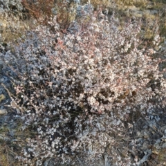 Styphelia attenuata (Small-leaved Beard Heath) at Fadden, ACT - 7 Aug 2024 by Mike