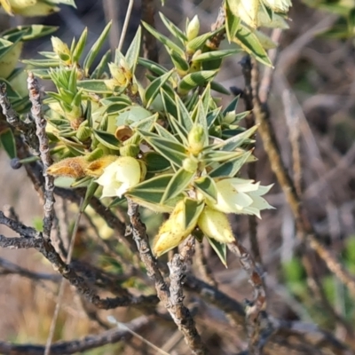 Melichrus urceolatus (Urn Heath) at Fadden, ACT - 7 Aug 2024 by Mike