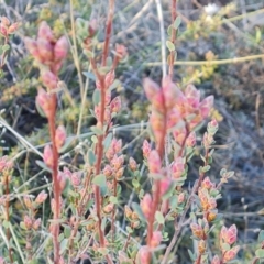 Brachyloma daphnoides (Daphne Heath) at Fadden, ACT - 7 Aug 2024 by Mike