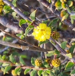 Acacia gunnii at Fadden, ACT - 7 Aug 2024