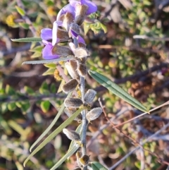 Hovea heterophylla (Common Hovea) at Fadden, ACT - 7 Aug 2024 by Mike