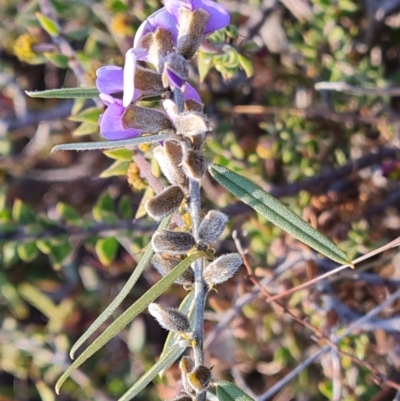 Hovea heterophylla (Common Hovea) at Fadden, ACT - 7 Aug 2024 by Mike