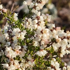 Cryptandra amara (Bitter Cryptandra) at Isaacs, ACT - 7 Aug 2024 by Mike