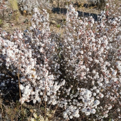 Styphelia attenuata (Small-leaved Beard Heath) at Isaacs, ACT - 7 Aug 2024 by Mike