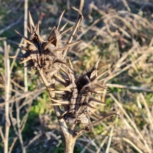 Datura ferox at Symonston, ACT - 3 Aug 2024