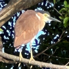 Nycticorax caledonicus (Nankeen Night-Heron) at Cairns City, QLD - 7 Aug 2024 by lbradley