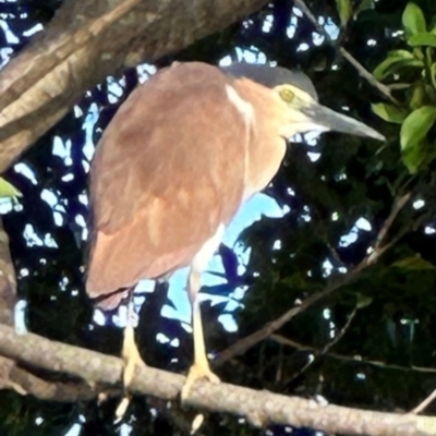 Nycticorax caledonicus (Nankeen Night-Heron) at Cairns City, QLD - 7 Aug 2024 by lbradley