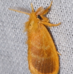 Euproctis lucifuga (A Tussock Moth (Lymantriinae)) at Sheldon, QLD - 8 Mar 2024 by PJH123