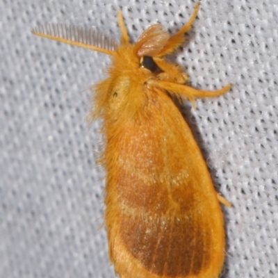 Euproctis lucifuga (A Tussock Moth (Lymantriinae)) at Sheldon, QLD - 8 Mar 2024 by PJH123