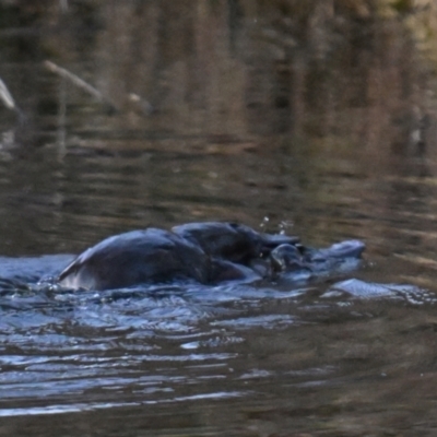 Ornithorhynchus anatinus (Platypus) at Queanbeyan, NSW - 7 Aug 2024 by davidcunninghamwildlife