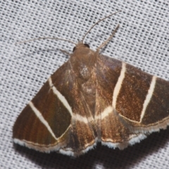 Grammodes justa (Plain Box-Owlet) at Sheldon, QLD - 9 Mar 2024 by PJH123