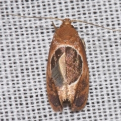 Hoplomorpha abalienella (Hoplomorpha abalienella) at Sheldon, QLD - 8 Mar 2024 by PJH123