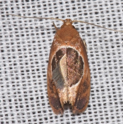 Hoplomorpha abalienella (Hoplomorpha abalienella) at Sheldon, QLD - 8 Mar 2024 by PJH123