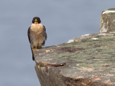 Falco peregrinus (Peregrine Falcon) at Manly, NSW - 5 Aug 2024 by jb2602