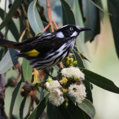 Phylidonyris novaehollandiae (New Holland Honeyeater) at Acton, ACT - 7 Aug 2024 by RodDeb