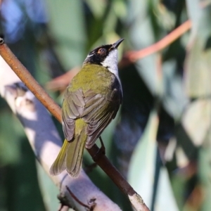 Melithreptus lunatus at Acton, ACT - 7 Aug 2024