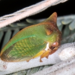 Sextius virescens (Acacia horned treehopper) at Melba, ACT - 7 Aug 2024 by kasiaaus