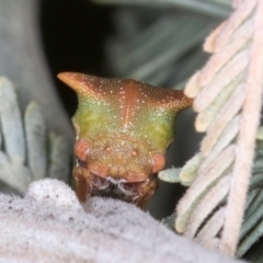 Sextius virescens at Melba, ACT - 7 Aug 2024