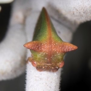 Sextius virescens at Melba, ACT - 7 Aug 2024