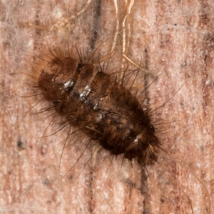 Dermestidae sp. (family) at Melba, ACT - 7 Aug 2024