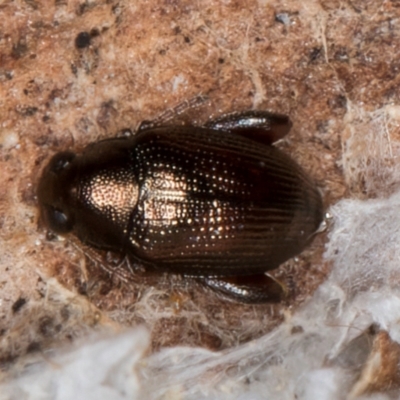 Chaetocnema sp. (a flea beetle) at Melba, ACT - 7 Aug 2024 by kasiaaus