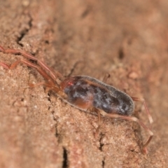 Rainbowia sp. (genus) at Melba, ACT - 7 Aug 2024 12:58 PM