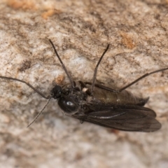 Sciaroidea sp. (Superfamily) (A fungus gnat or gall midge) at Melba, ACT - 7 Aug 2024 by kasiaaus