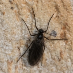 Sciaroidea sp. (Superfamily) at Melba, ACT - 7 Aug 2024 01:00 PM