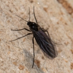 Sciaroidea sp. (Superfamily) at Melba, ACT - 7 Aug 2024 01:00 PM