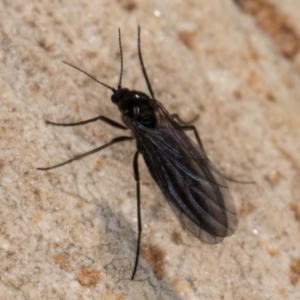 Sciaroidea sp. (Superfamily) at Melba, ACT - 7 Aug 2024 01:00 PM