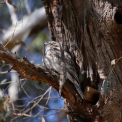 Podargus strigoides at Acton, ACT - 7 Aug 2024