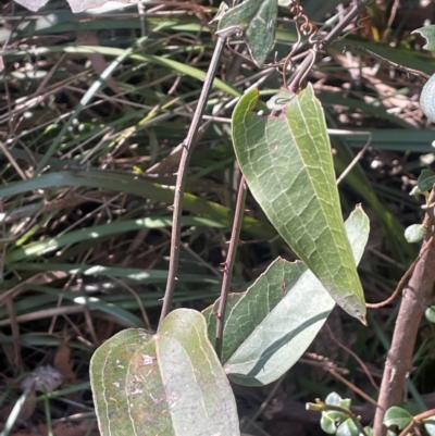 Smilax australis (Barbed-Wire Vine) at Rossi, NSW - 7 Aug 2024 by JaneR