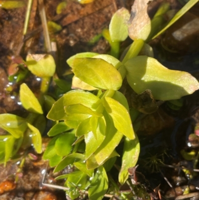 Gratiola peruviana (Australian Brooklime) at Rossi, NSW - 7 Aug 2024 by JaneR