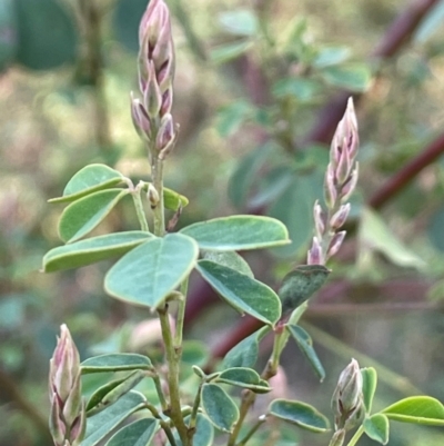 Goodia lotifolia (Golden Tip) at Farringdon, NSW - 7 Aug 2024 by JaneR