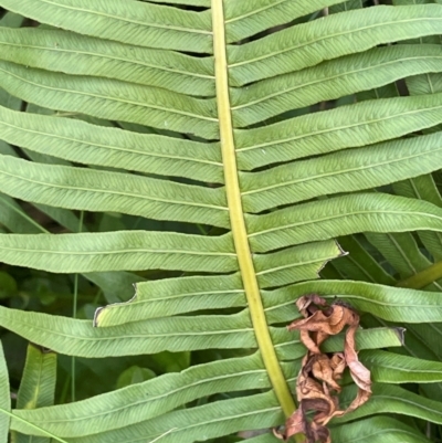 Blechnum nudum (Fishbone Water Fern) at Farringdon, NSW - 7 Aug 2024 by JaneR