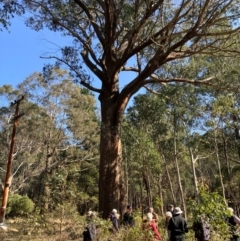 Eucalyptus fastigata (Brown Barrel) at Rossi, NSW - 7 Aug 2024 by AnneG1