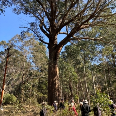 Eucalyptus fastigata (Brown Barrel) at Rossi, NSW - 7 Aug 2024 by AnneG1