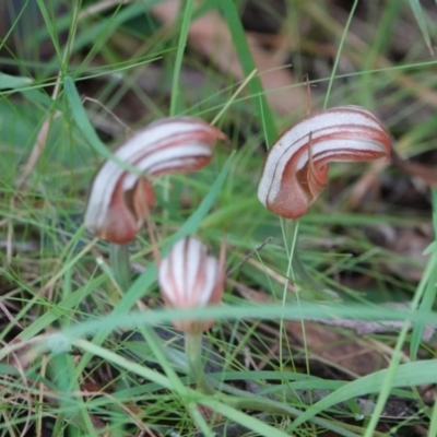 Pterostylis ophioglossa (Snake-tongue Greenhood) at Hawks Nest, NSW - 5 Aug 2024 by Anna123