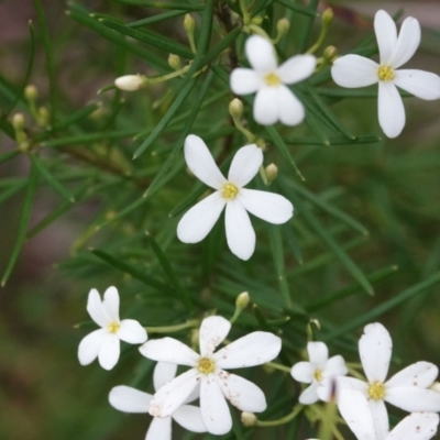 Ricinocarpos pinifolius (wedding bush) at Hawks Nest, NSW - 5 Aug 2024 by Anna123